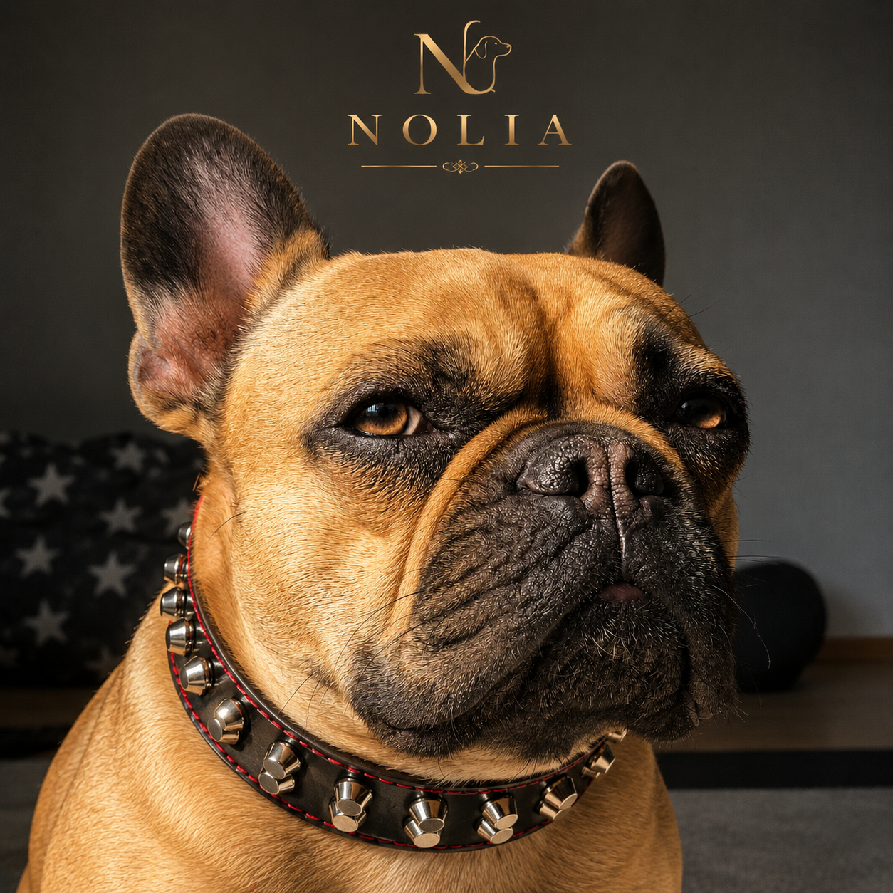 Collier Rocky · Cuir Clouté — Édition Limitée Nolia