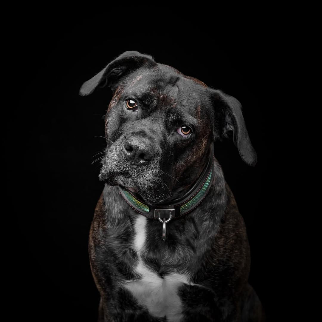 The ''D`Albertis'' collar-2