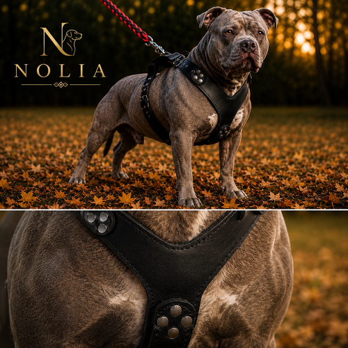 Harnais Style Frenchie · Cuir Clouté Premium — Pour Bouledogue Français