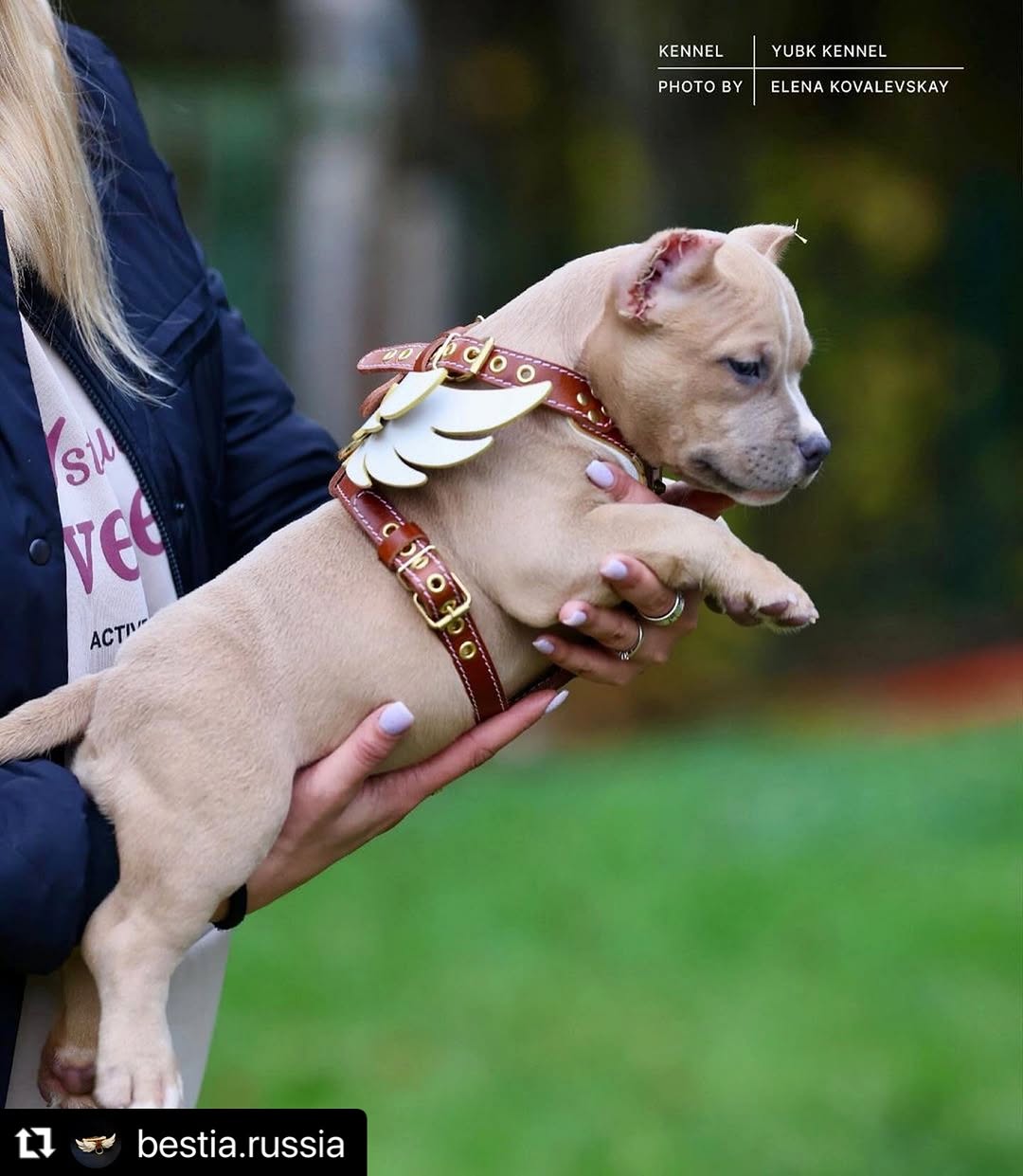 The "Hermeses" leather harness - Small to Medium Size-2