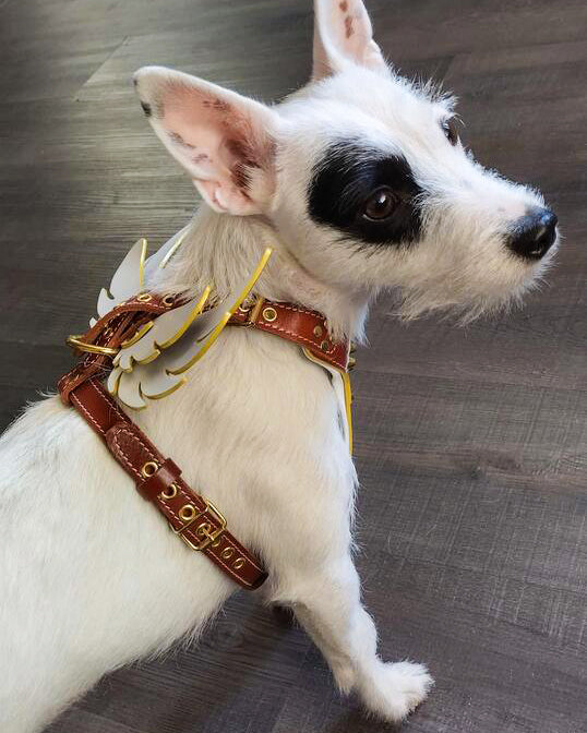 The "Hermeses" leather harness - Small to Medium Size-3