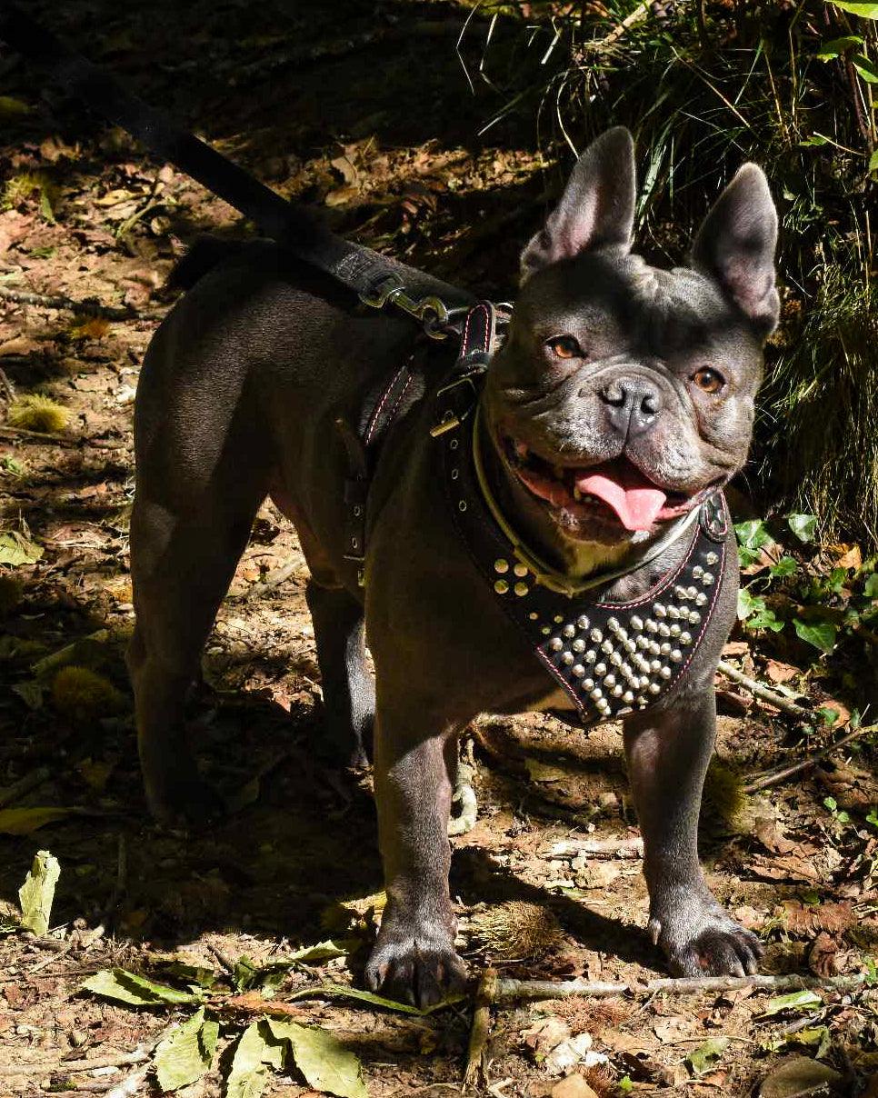 🤘 Harnais "Frenchie" : L'Attitude Rock 100% Cuir