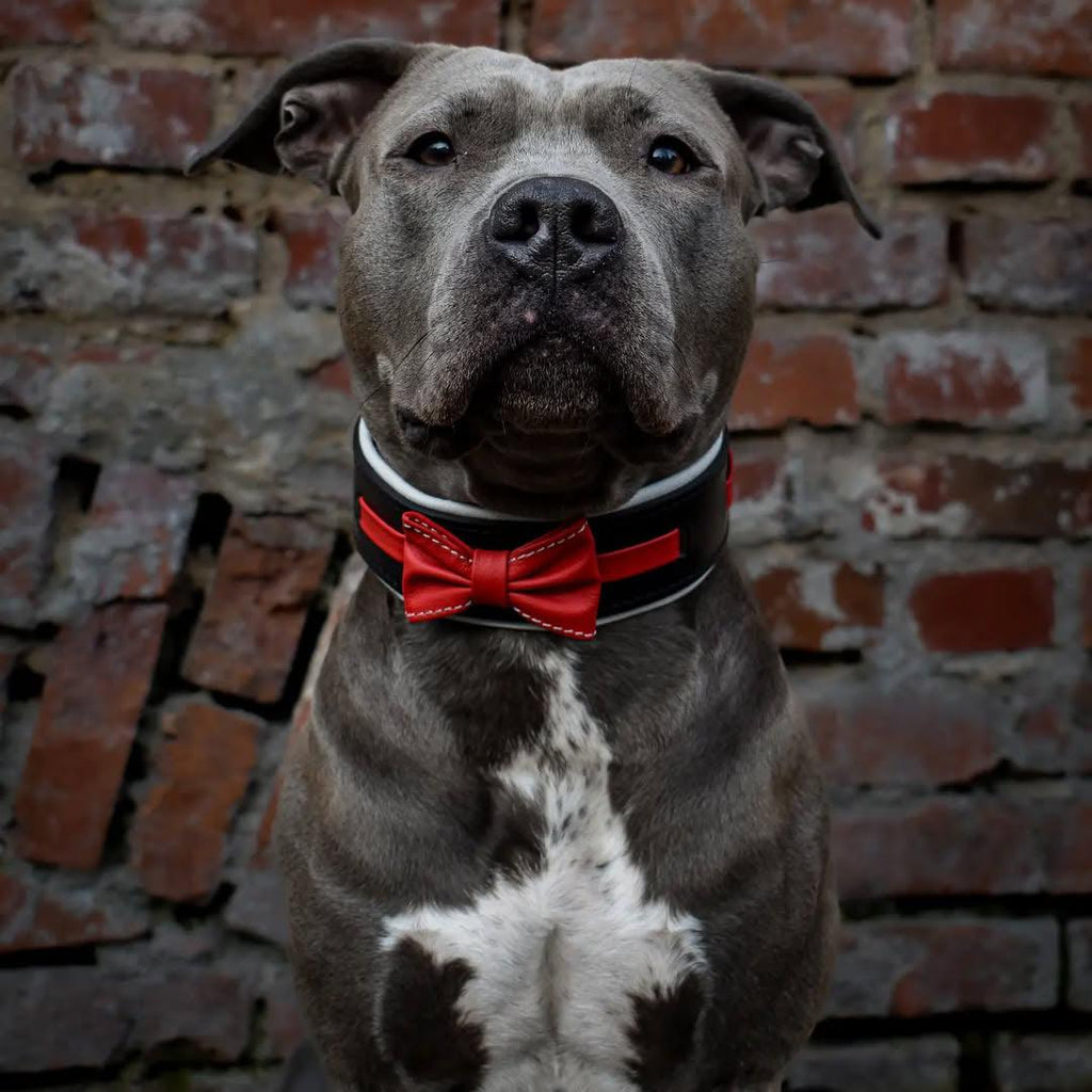 🎩 Collier "Bowtie" : Le Charme du Gentleman Canin