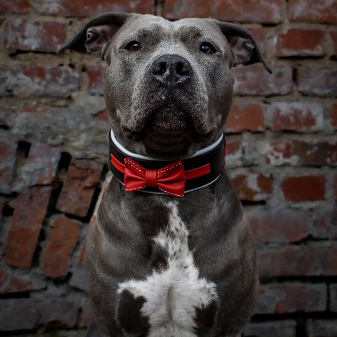 🎩 Collier "Bowtie" : Le Charme du Gentleman Canin