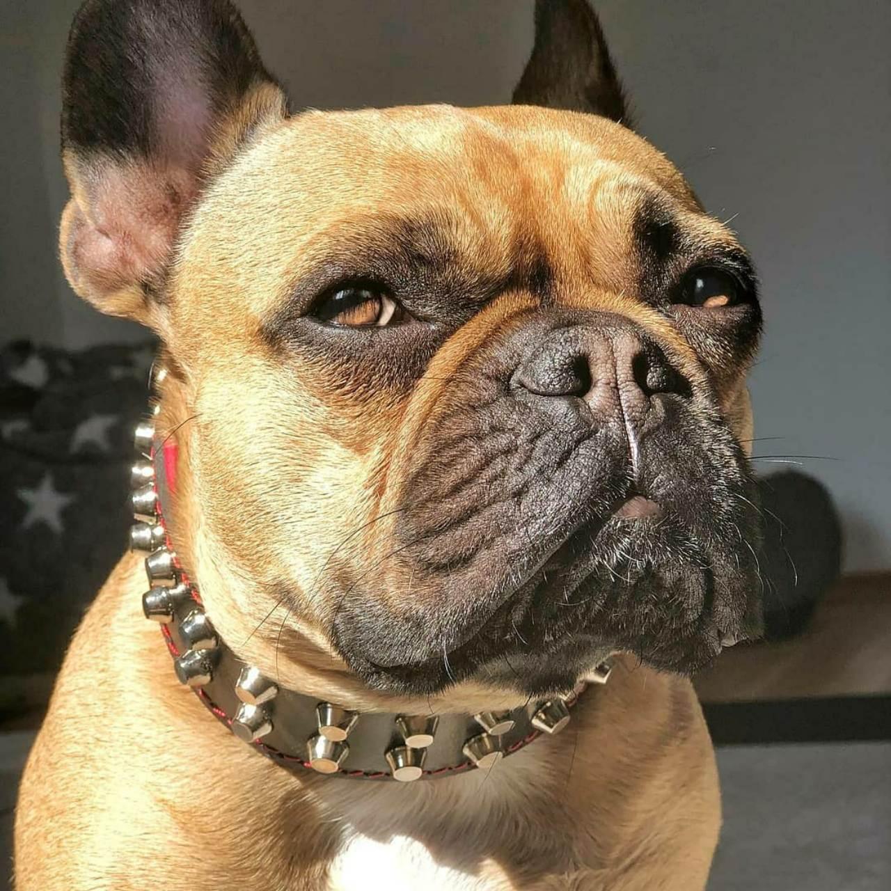 Collier Rocky · Cuir Clouté — Édition Limitée Nolia-2