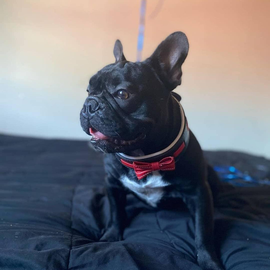 🎩 Collier "Bowtie" : Le Charme du Gentleman Canin