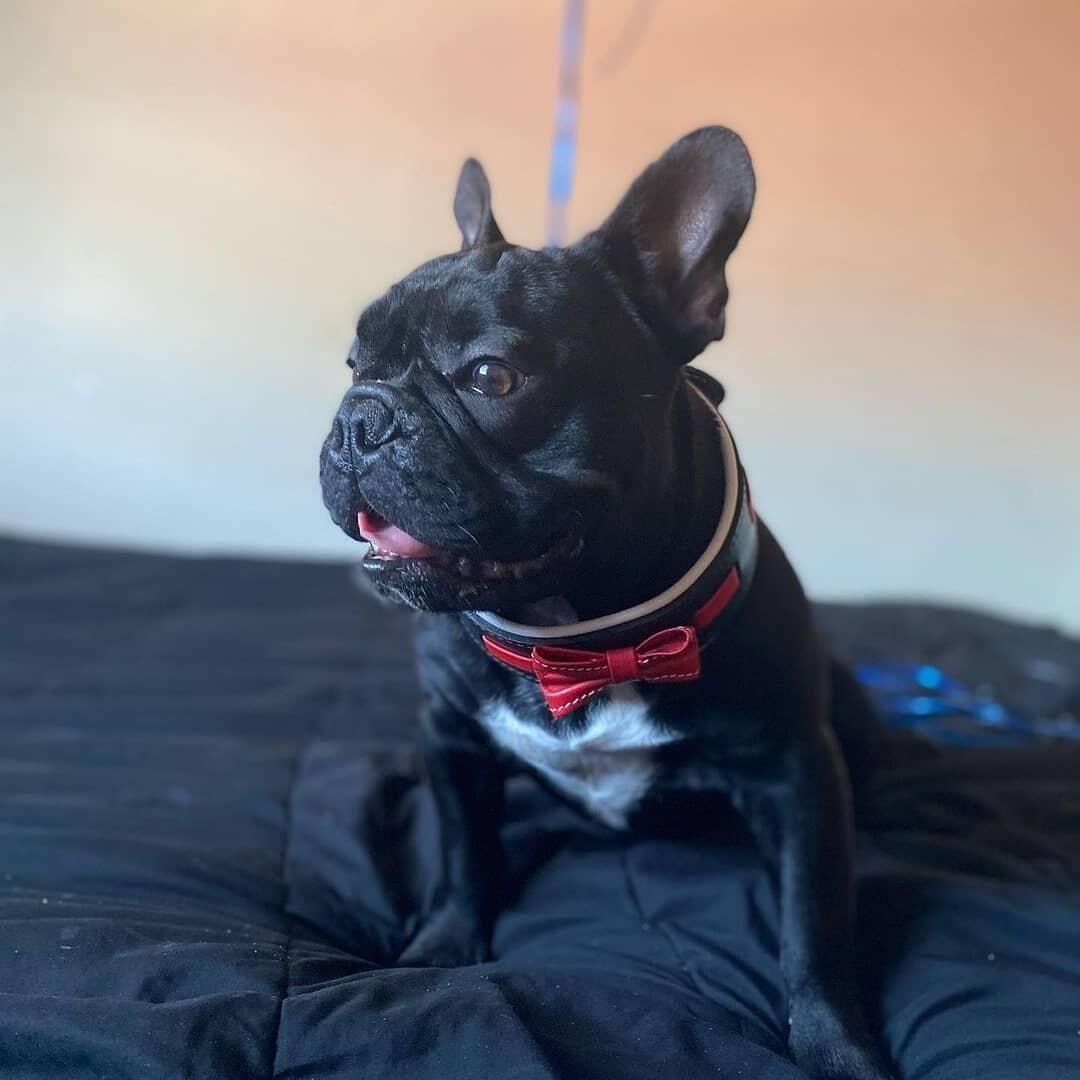 🎩 Collier "Bowtie" : Le Charme du Gentleman Canin