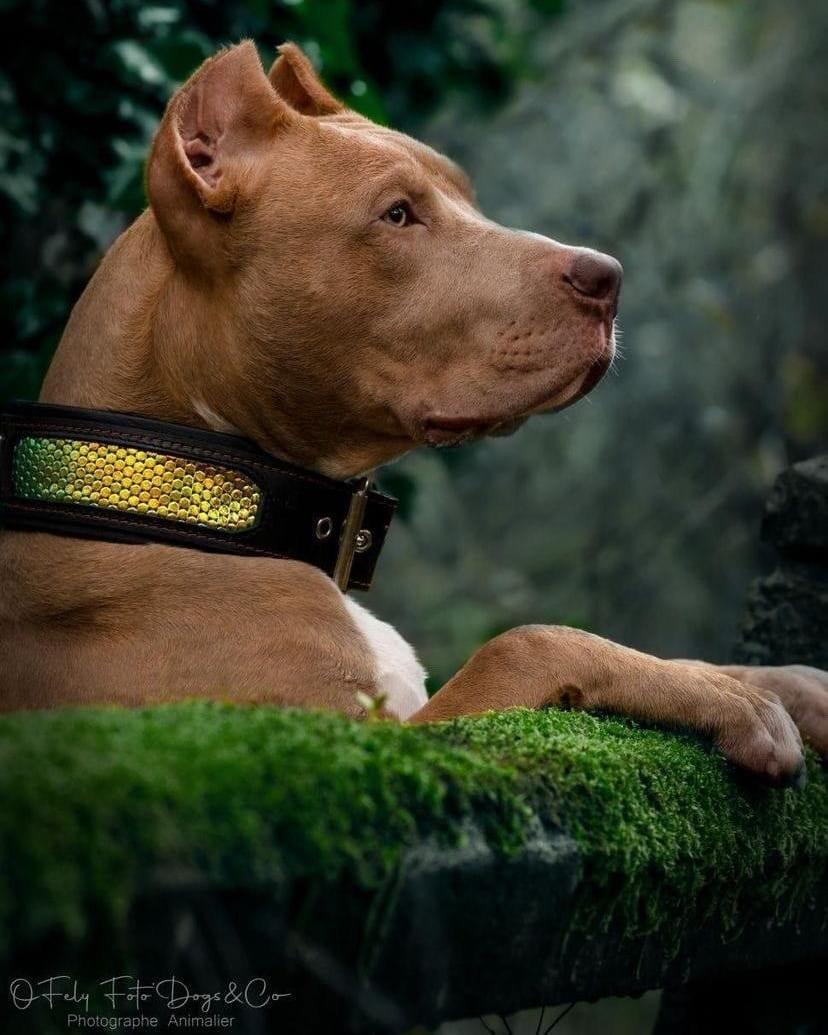 The ''D`Albertis'' collar-3