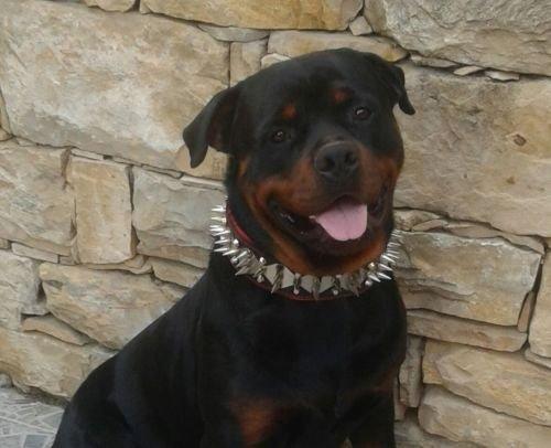 ⚔️ Parure "Steel" : L'Armure de Prestige
