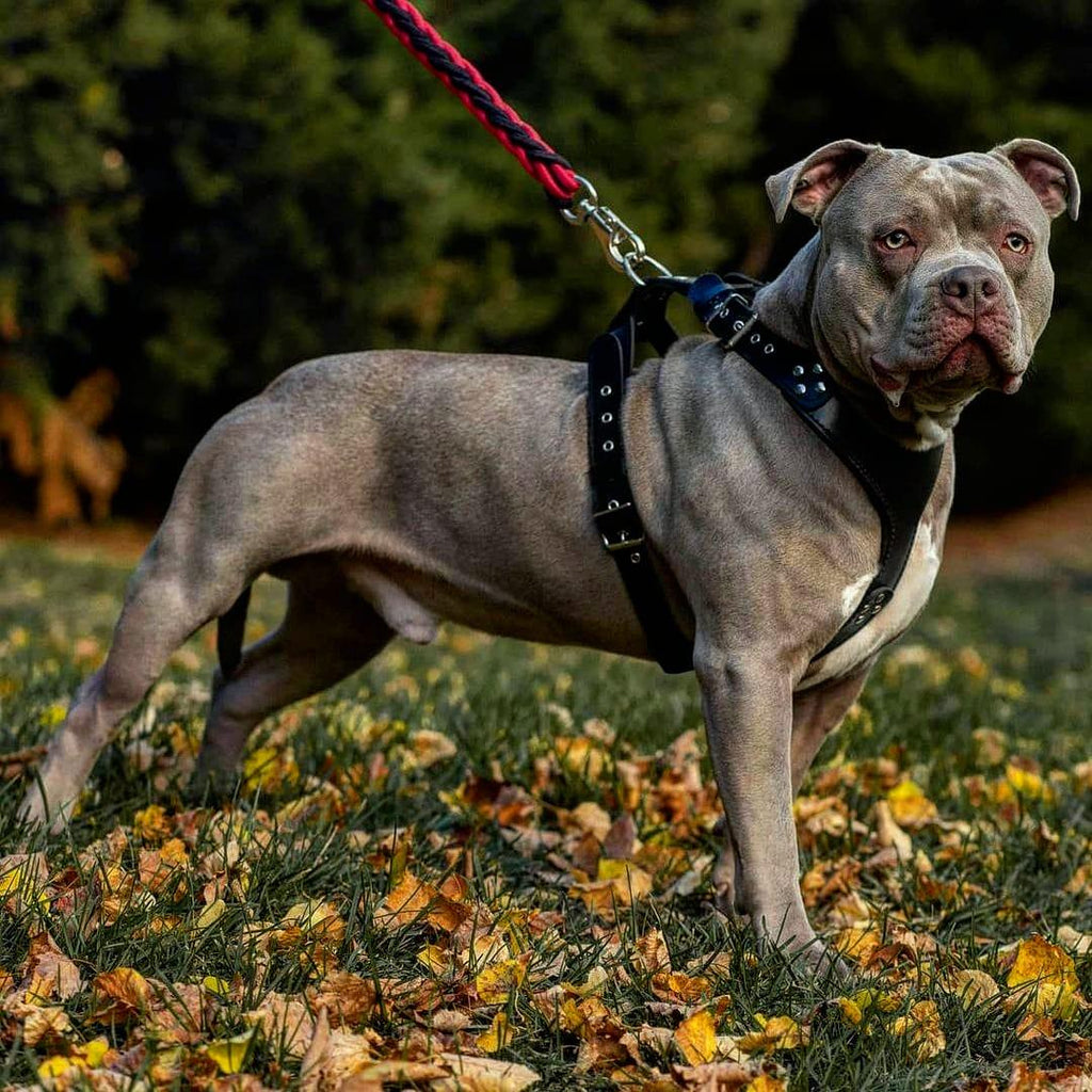 Harnais Style Pro · Cuir Clouté Premium — Chiens Moyens & Grands-1